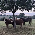 Hébergement de vacances Soonzauber - Exklusives Paar-hideaway Im Naturpark Soonwald-nahe